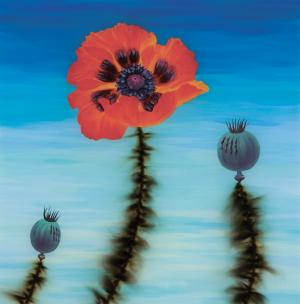 Lone Red Poppy