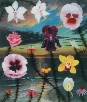 Botanica Over Bikini Island