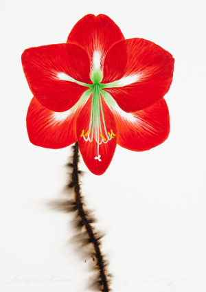 Amaryllis Minerva