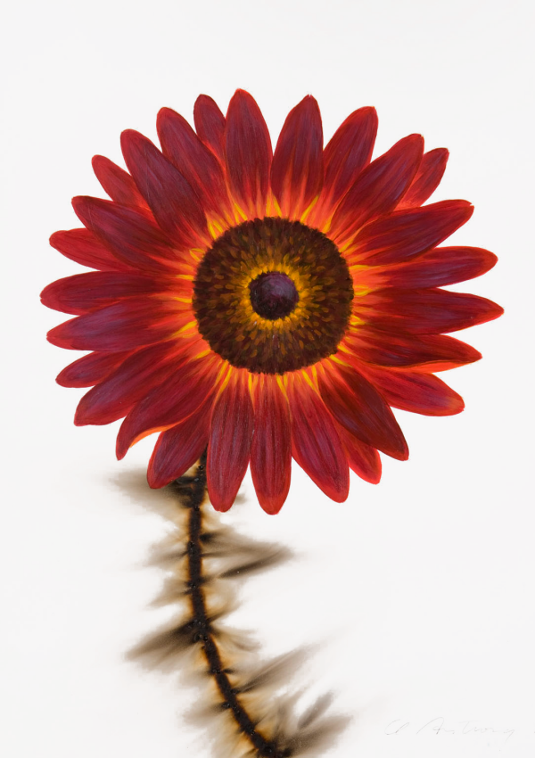 Deep Red Sunflower