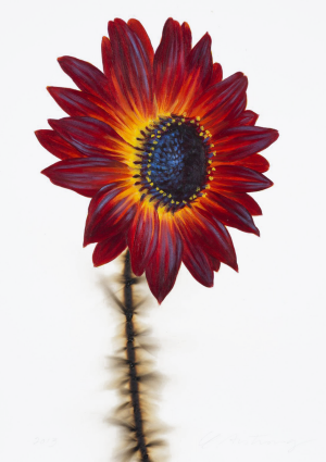 Deep Red Sunflower