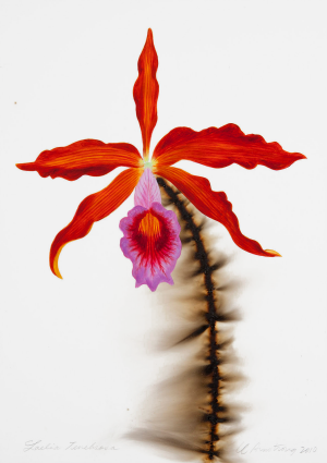 Laelia Tenebrosa