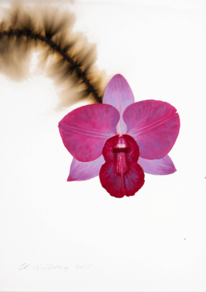 Lavender and Fuschia Dendrobian