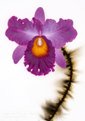 Lavender and Plum Cattleya