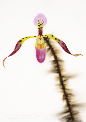 LC Hybrid Paphiopedilum