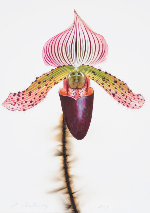 Paphiopedilum