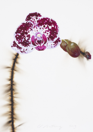 Phalaenopsis