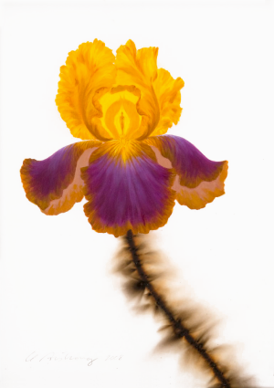 Purple and Yellow Iris