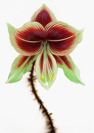 Butterfly Amaryllis