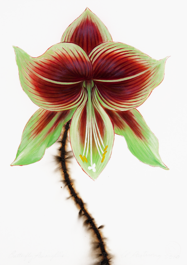 Butterfly Amaryllis