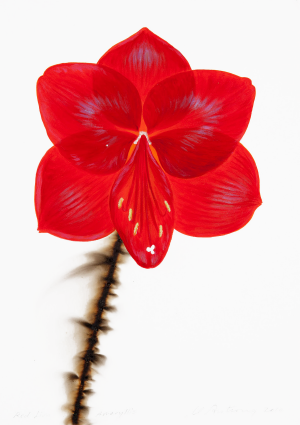 Red Lion Amaryllis