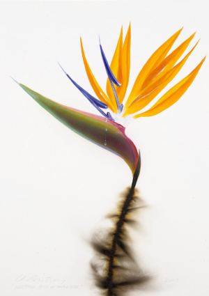 Weeping Bird of Paradise
