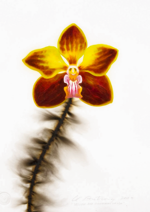 Yellow and Cinnamon Vanda