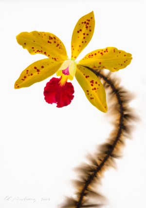 Yellow and Red Spotted Cattleya