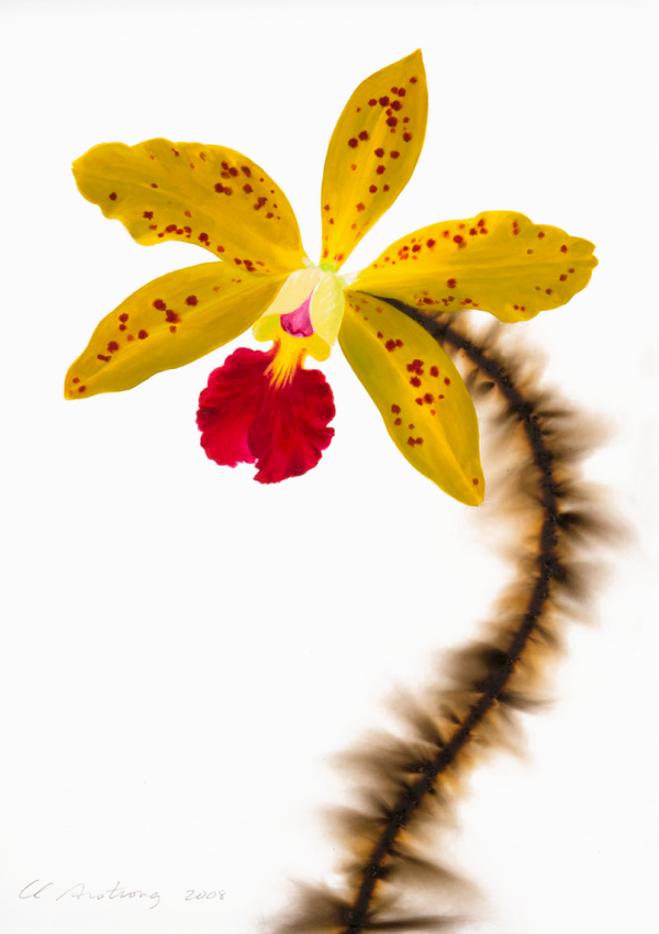 Yellow and Red Spotted Cattleya