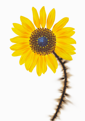 Yellow Sunflower