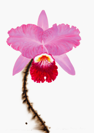 C. lueddmaniana
