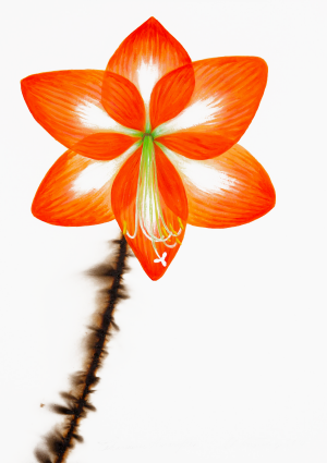 Charmeur Amaryllis