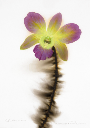 Chartreuse and Mauve Dendrobian