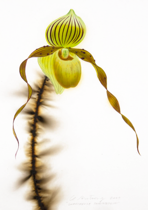 Chartreuse Paphiopedilum