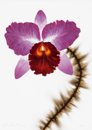 Cobalt Violet Cattleya