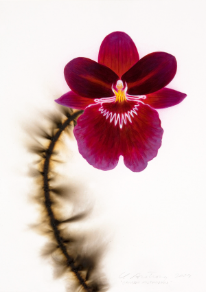Crimson Miltoniopsis