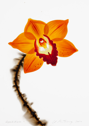 Cymbidium Orchid