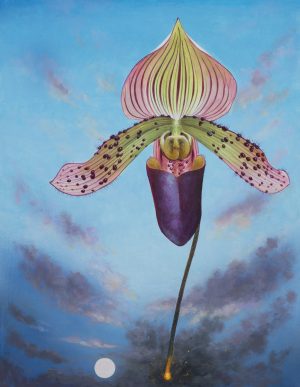 Flowers on a Fuse Paphiopedilum