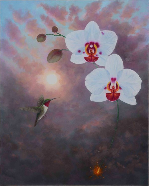 Spotted Phalaenopsis Over Hummingbird